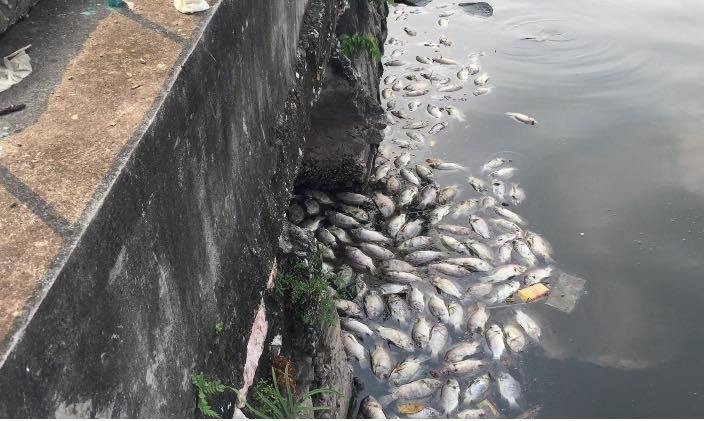 Cống xả thải sau sân bóng Trường THCS Chu Văn An