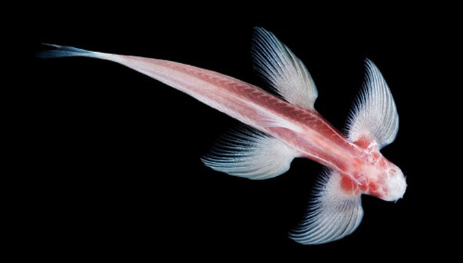 Loài cá hang động đi bộ tìm thấy ở Thái Lan. Ảnh: Wired.