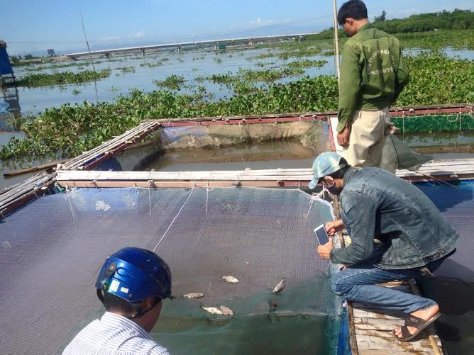 Cá chết khi vào mùa thu hoạch, người dân nghèo Hộ Độ trắng tay. 