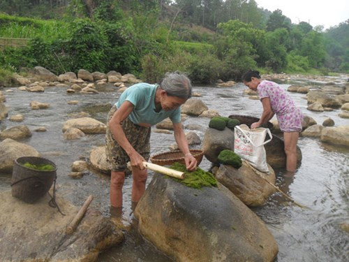 Làm sạch rêu đá
