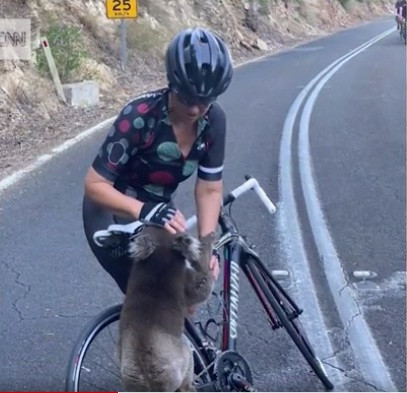 Gấu túi xin nước người đi đường