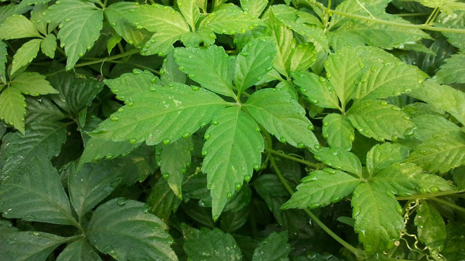 Sản phẩm viên Giảo cổ lam và do GS.TS. Phạm Thanh Kỳ nghiên cứu và chuyển giao sản xuất tại Việt Nam vừa được Viện hoá Quốc gia hoàn thiện quy trình chiết xuất và tìm ra chất adenosin. Nguyên liệu được thu hái trực tiếp trên những vùng núi cao hoang dã củ