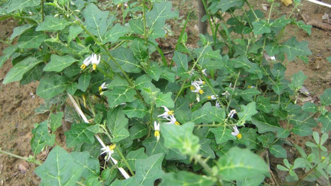  Cây Cà gai leo là dược liệu đã được nghiên cứu kỹ lưỡng tại Viện Dược liệu trung ương và được chứng minh có tác dụng ức chế vi rút gây viêm gan B