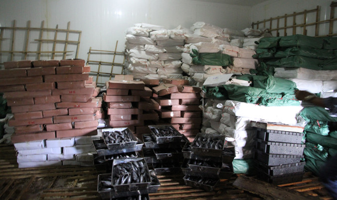 Kho hàng đông lạnh của bà Thuộc (thị trấn Cửa Tùng, huyện Vĩnh Linh), nơi mà Sở Y tế Quảng Trị đã từng có kết luận 20 tấn cá nục nhiễm Phenol. ẢNH: H.T.