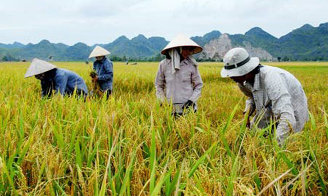 Thủ tướng yêu cầu giảm diện tích lúa năng suất thấp