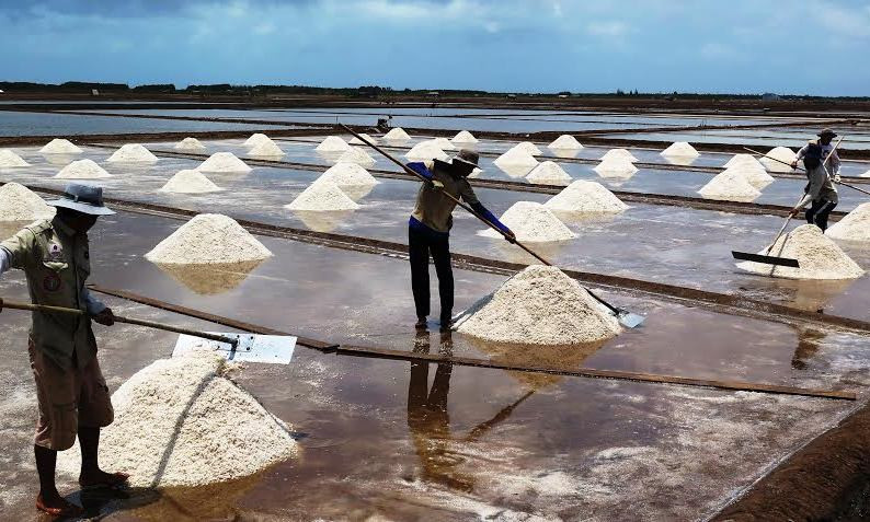 Cảnh thu hoạch muối ở Bạc Liêu.