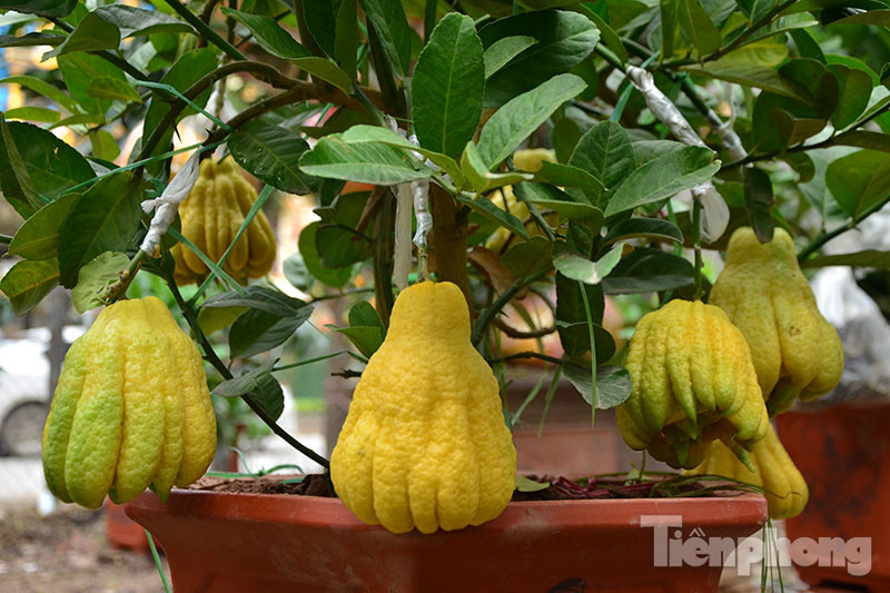 Phật thủ mini xuống phố, giá 2 triệu một cây chơi Tết