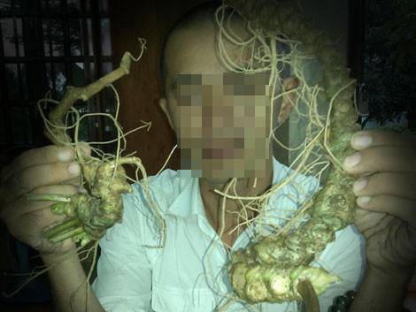 Củ sâm Ngọc Linh thật còn nguyên thân lá và củ ráy được "mông má" thành sâm Ngọc Linh rừng nhiều năm tuổi có giá trên 70 triệu đồng/kg.