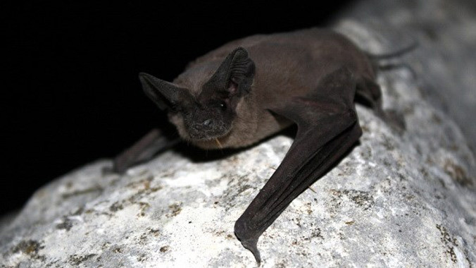 Loài dơi có thể chính là vật chủ gây ra đại dịch Ebola. Ảnh: Flickr.
