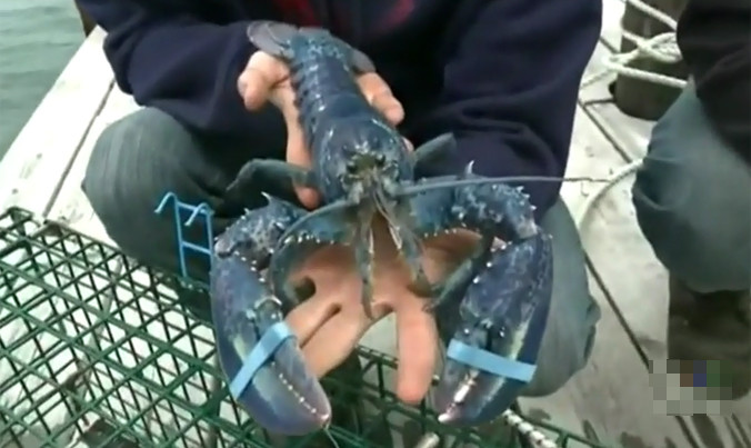 Tôm hùm xanh lam cực hiếm sa lưới ngư dân