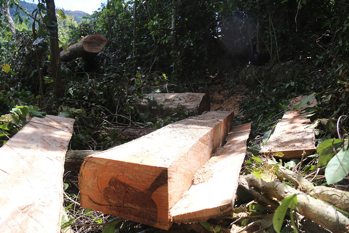 Rừng tự nhiên đầu nguồn khu vực Tà Đủ bị tàn phá nghiêm trọng. Ảnh: Hoàng Táo.