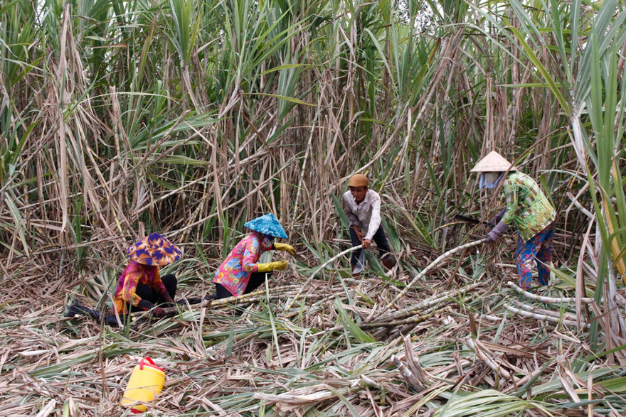 Người dân địa phương đang tất bật đốn mía thuê cho biết, giá mía hiện tại được chủ ruộng mía thuê thu hoạch với giá 8 ngàn đồng/bó (12 cây) tính cả chuyển lên xe, hoặc xuống ghe để chở đến nhà máy. Ảnh Nhật Huy.