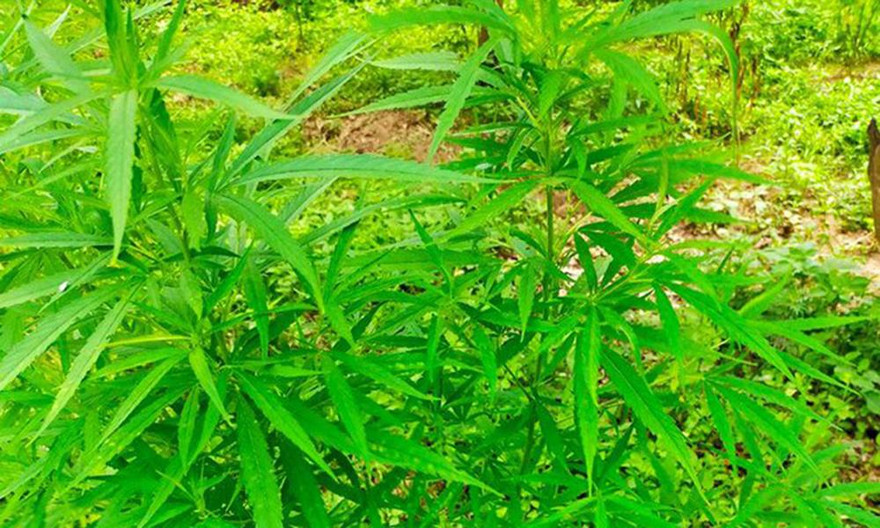 Hơn 100 cây cần sa trồng ở bãi giữa sông Hồng.