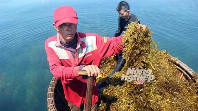 Anh Trần Minh Trang và ông Trần Minh Việt chèo thuyền thúng vớt rong.