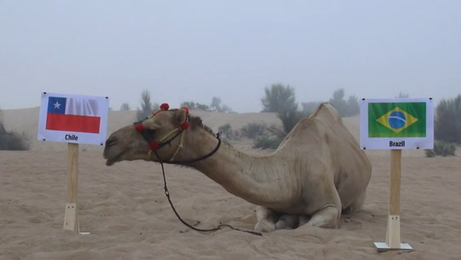 SỐC: Tiên tri lạc đà dự đoán Brazil bị loại