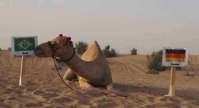 Lạc đà tiên tri dự đoán Brazil thắng Đức