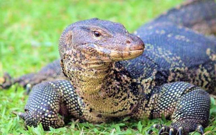 Kỳ đà vân. Ảnh minh họa