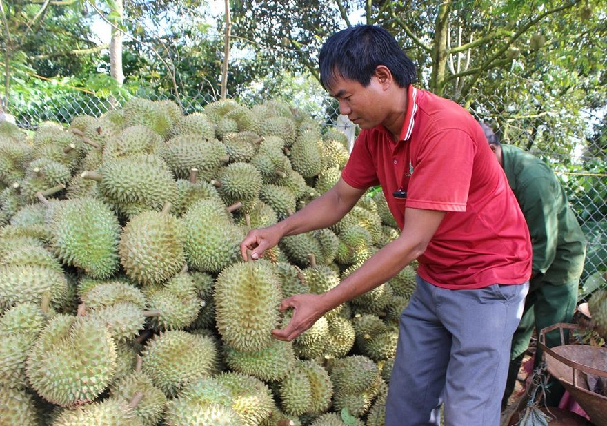 Sầu riêng được mệnh danh là “Vua trái cây”
