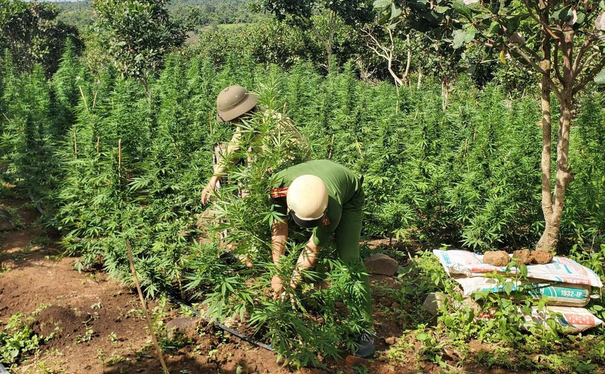 Công an nhổ bỏ và niêm phong toàn bộ số cây cần sa được trồng trái phép