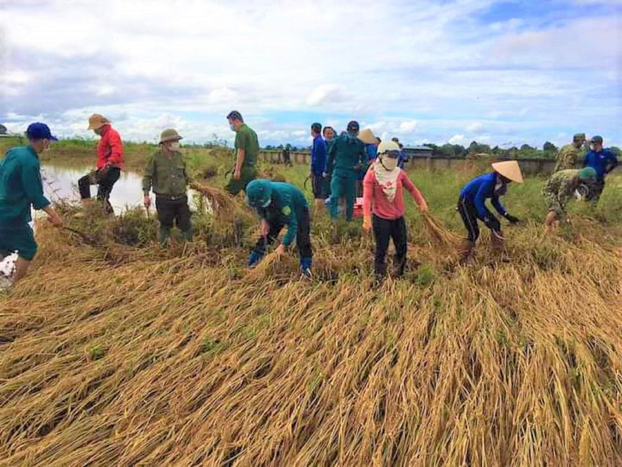 Nhiều diện tích lúa bị ngập gây thiệt hại