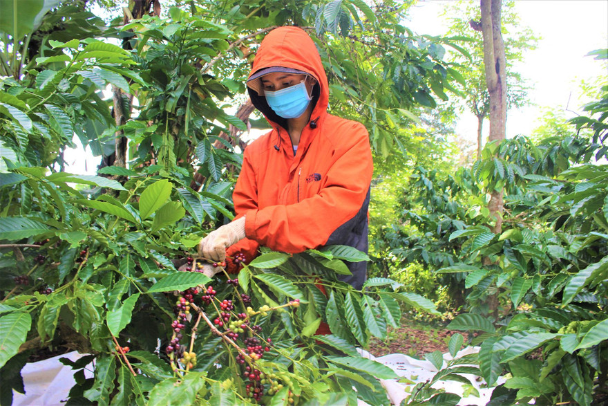 Khi hái cà phê, người dân vẫn trang bị khẩu trang, đảm bảo an toàn phòng chống dịch COVID-19