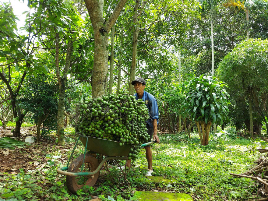 Người dân Đắk Lắk thu hoạch cau. Ảnh: Tuấn Nguyễn