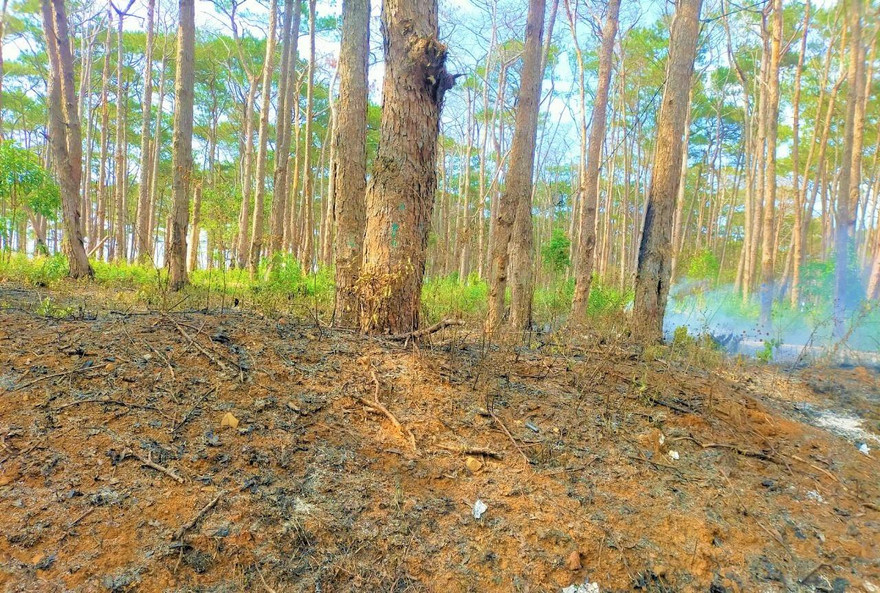 Hiện trường rừng thông bị đốt cháy