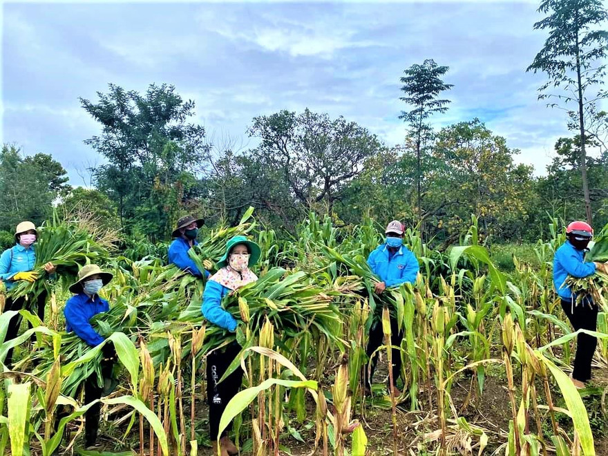 Các tình nguyện viên huyện Cư M'gar bẻ cành bắp cho gia súc