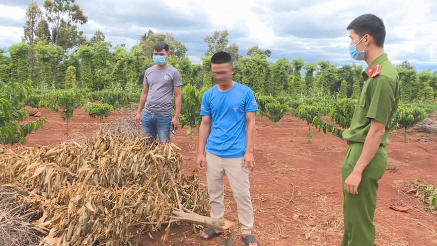 Đối tượng Danh (giữa) bị dẫn đến hiện trường chặt cây sầu riêng