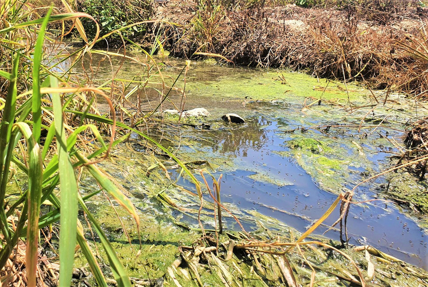 Bọ ngậy tập trung tại kênh chứa nước thải từ các trại heo xả ra
