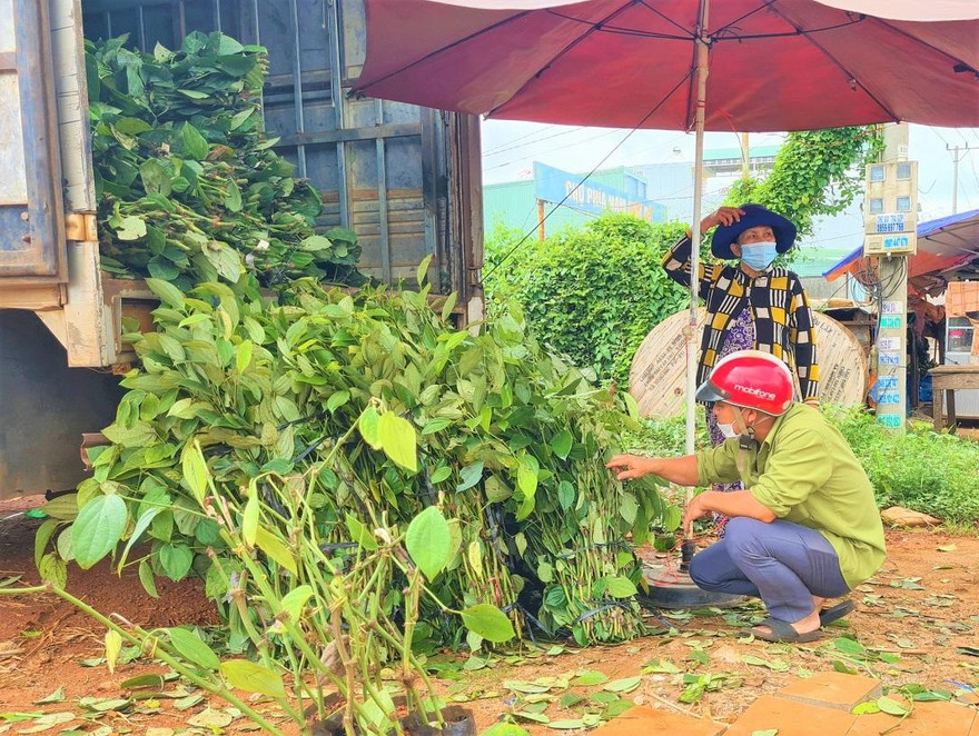 Nông dân chọn mua giống tiêu