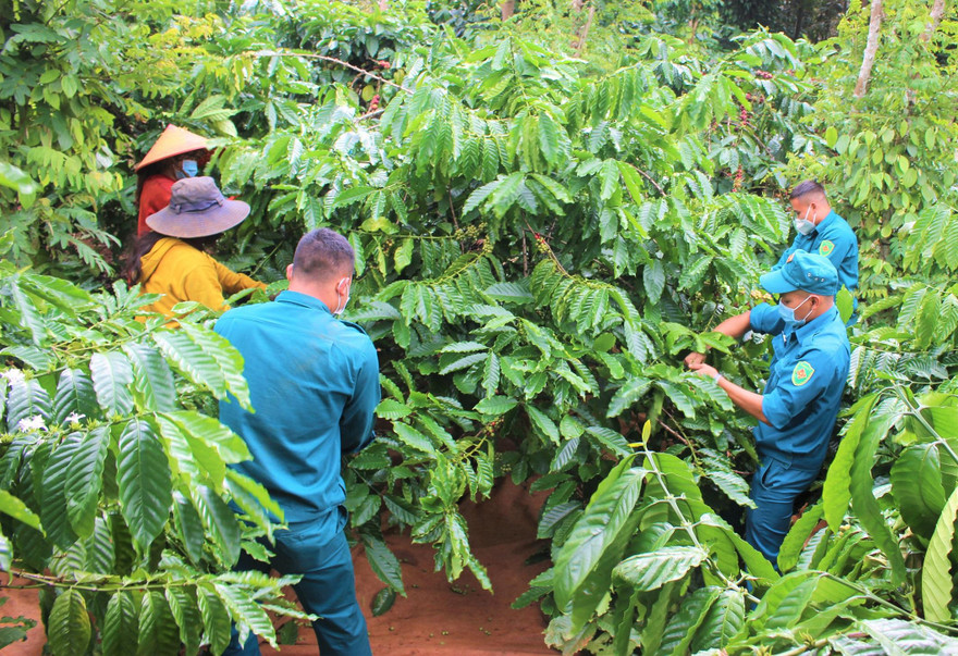 Các cán bộ, chiến sĩ giúp dân thu hoạch cà phê