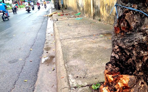 Đoạn đường nơi nạn nhân tự lao xe vào gốc cây tử vong.