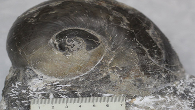 Hóa thạch chân bụng Naticopsis spp., có niên đại 247,2-242 triệu năm.