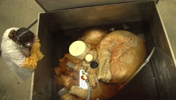 Trái tim khổng lồ của cá voi xanh. Ảnh: Bussiness Insider.