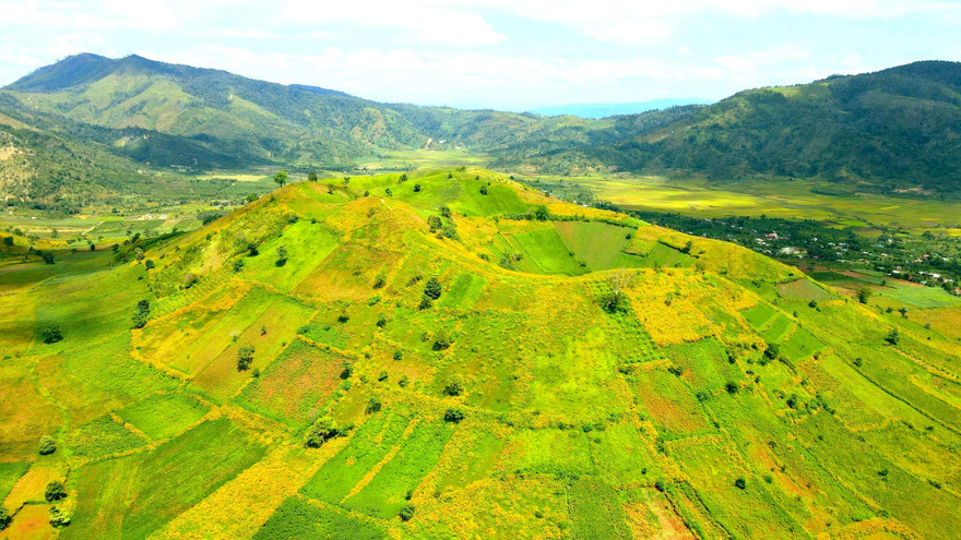 Hoa dã quỳ phủ vàng núi lửa Chư Đăng Ya (Gia Lai)