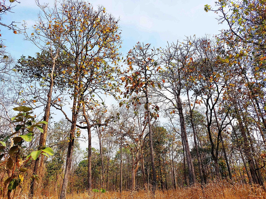 Rừng khộp Tây Nguyên mùa thay lá đẹp tựa trời Âu