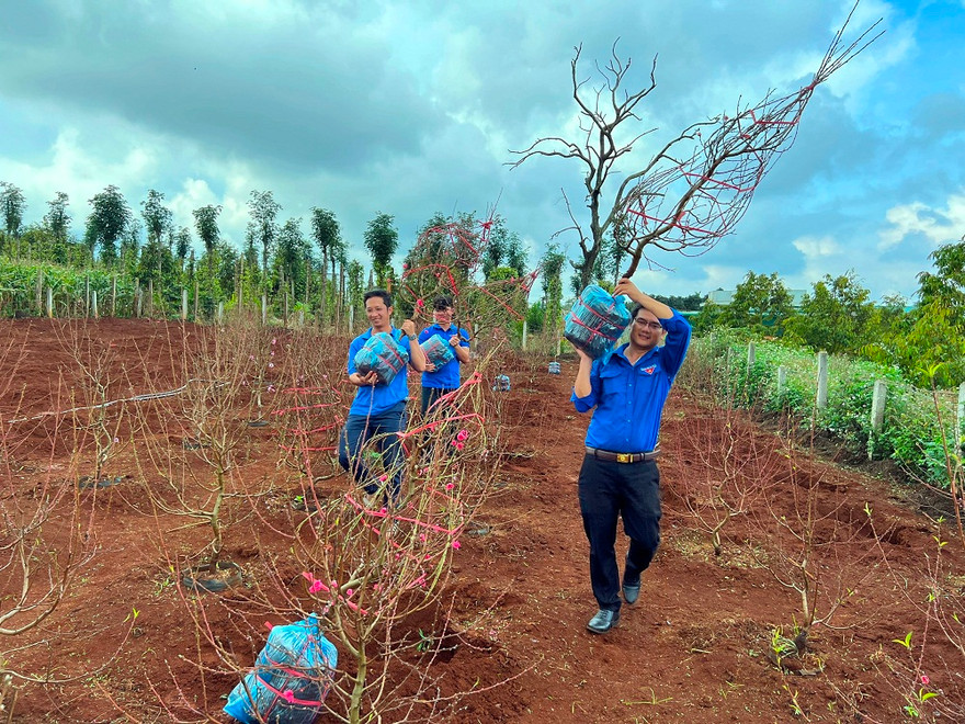  Làm giàu từ bán hoa đào 