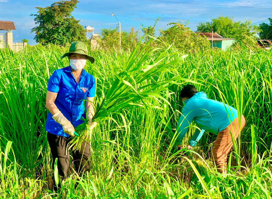 Đoàn thanh niên xã Ea Wer cắt cỏ cho bò, hỗ trợ người dân đang cách ly