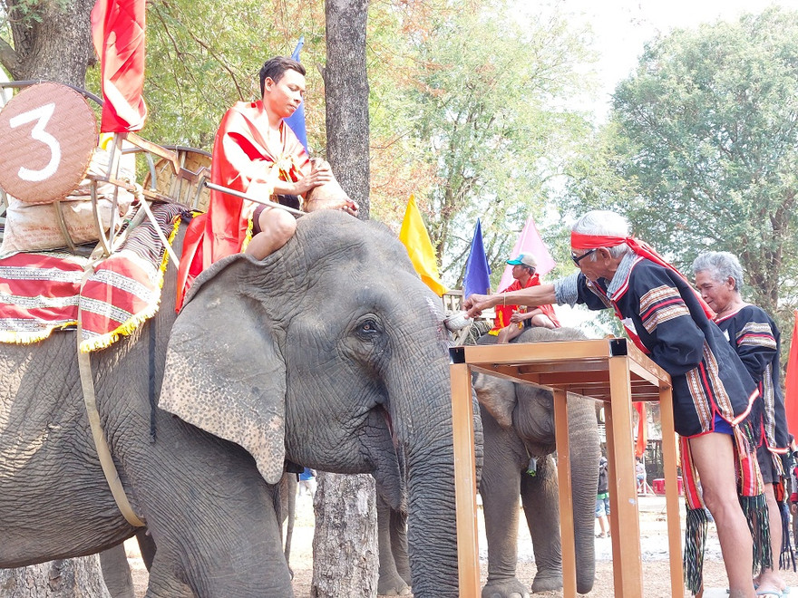 Đặc sắc lễ cúng sức khỏe cho voi