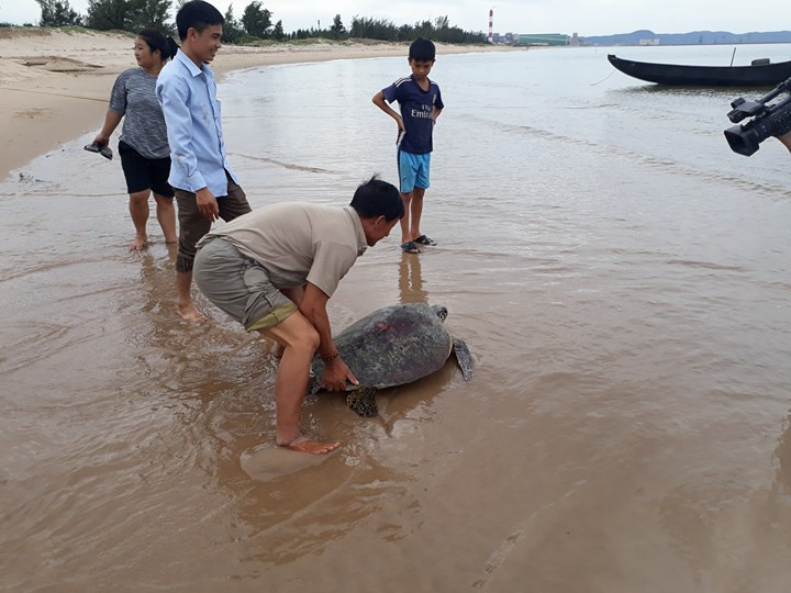 Con rùa được thả về với môi trường tự nhiên.
