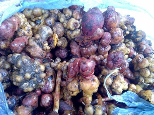 Nấm ngọc cẩu tương đang loạn giá trên thị trường. Ảnh: NVCC. 