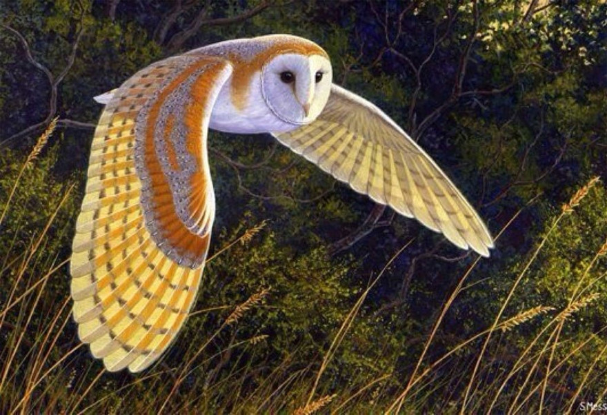 Thực hư những tiếng kêu chết chóc của cú lợn