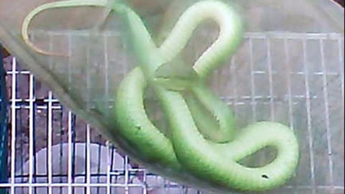 Cận cảnh “hung thần” máu lạnh lục đầu dồ đuôi đỏ.