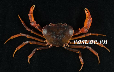 Loài cua tên Indochinamon chuahuong Do, Nguyen & Le mới được phát hiện ở Chùa Hương, huyện Mỹ Đức, Hà Nội.