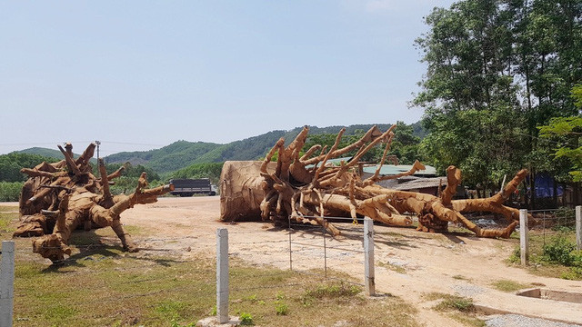 Ông Chương cho biết mua 3 cây từ người dân ở Đắk Lắk.