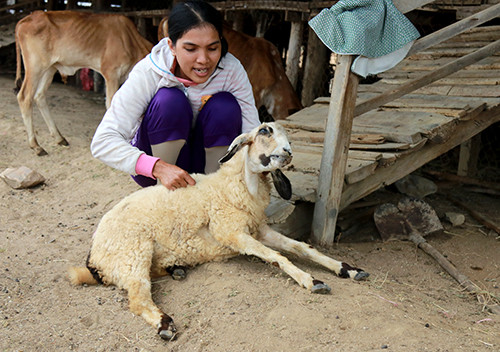 Thiếu thức ăn khiến cừu bị suy kiệt, chết dần. Ảnh: Xuân Ngọc.