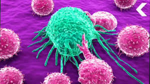 66% đột biến ung thư là do các lỗi sao chép DNA ngẫu nhiên. Ảnh: Nature 