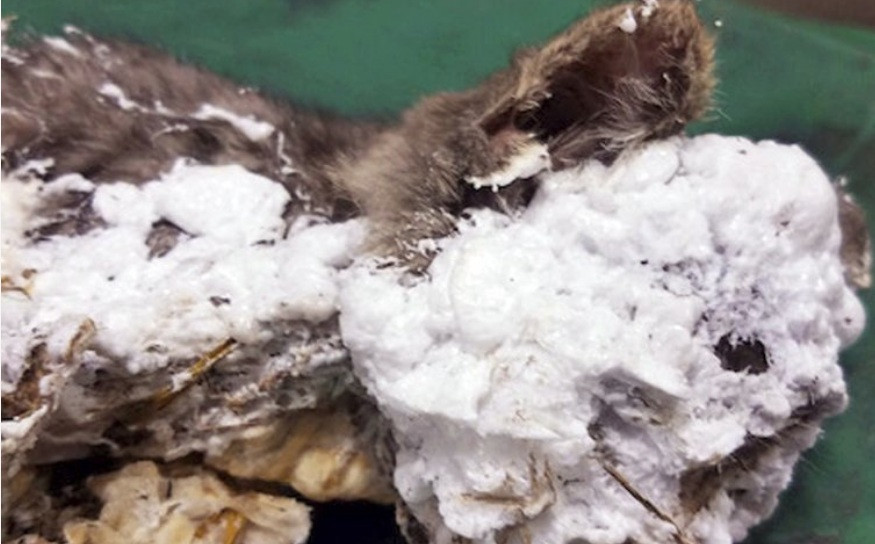 Hình ảnh chú mèo tội nghiệp khi được phát hiện. (Ảnh: AP)