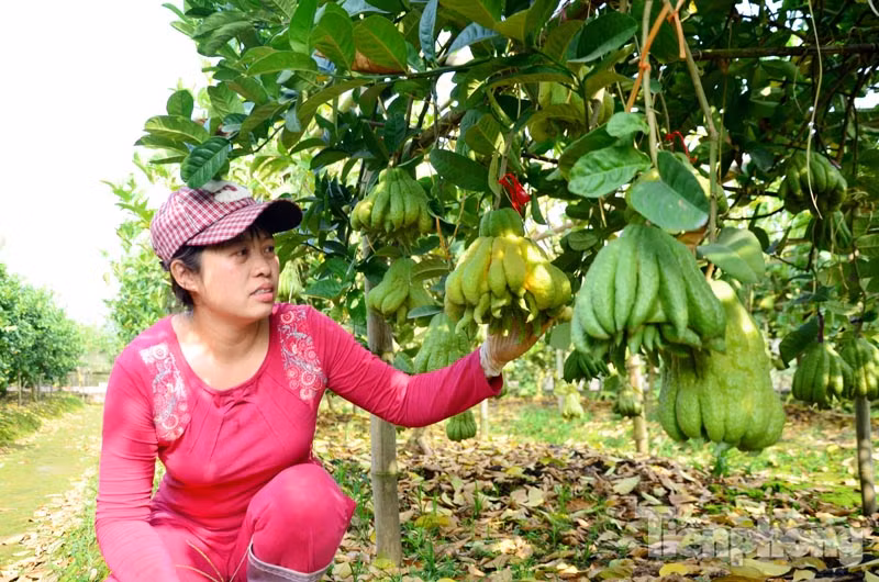 Chị Nguyễn Thị Hoài (37 tuổi, thôn Đông, xã Đắc Sở, huyện Hoài Đức, TP Hà Nội) có hơn 6 sào phật thủ với khoảng 130 cây đã được thương lái đặt mua và đánh dấu từng quả.